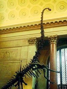 the Barosaurus was unbelievably tall when leaning back onto the hind legs to slap attackers. 